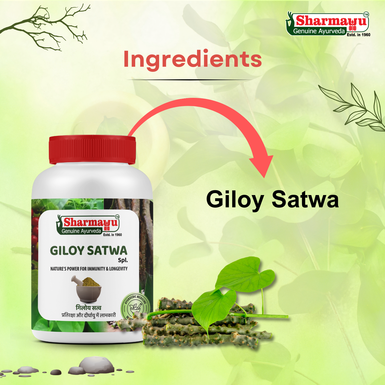 Sharmayu Giloy Satwa Spl. (Giloy Satwa) – Immunity Booster & Longevity Enhancer (100g)